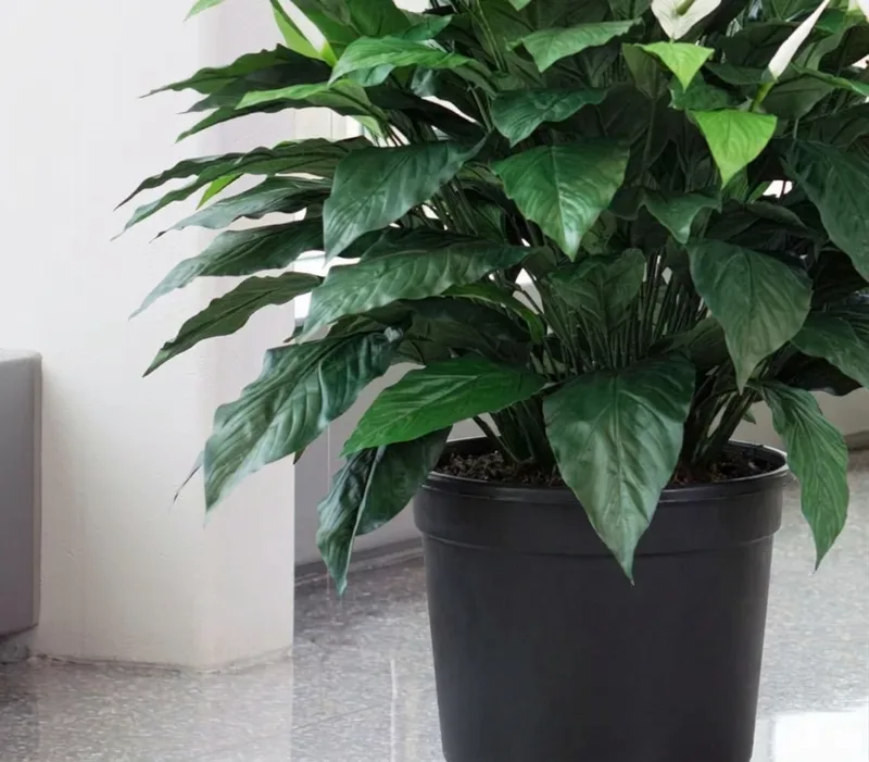 Base of the silk plant in its plain nursery liner, showing natural-looking stems and soil cover