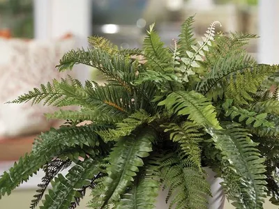 Silk Boston and ruffle fern fronds on a side table in a sunny room