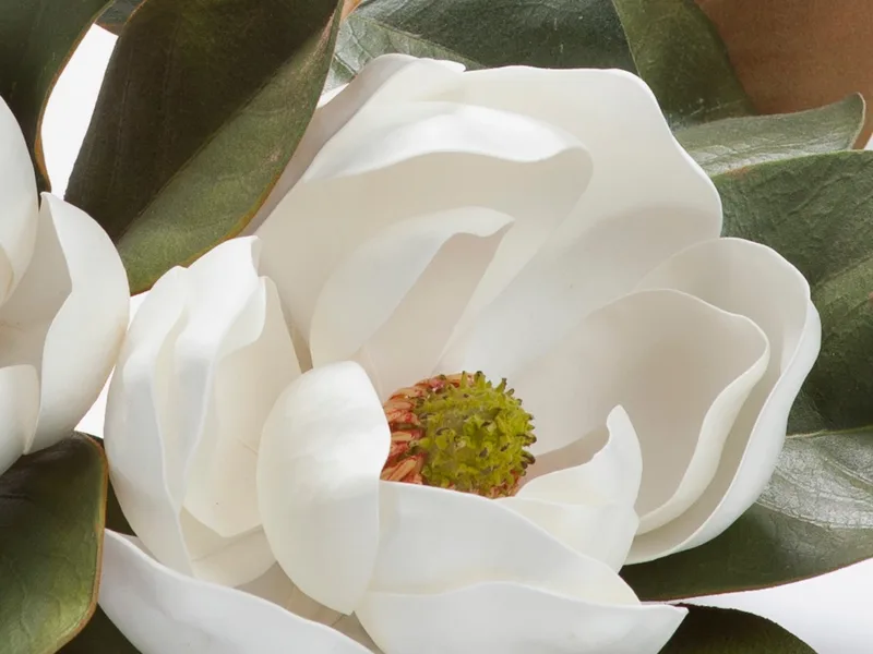 Close-up of a white silk magnolia bloom with a green center